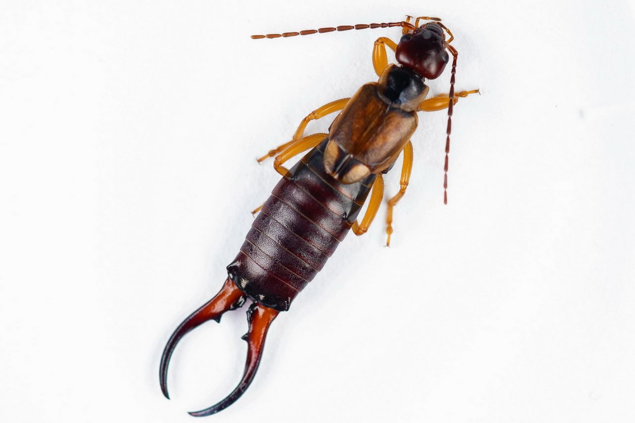 Forficula auricularia (Forficulidae) maschio